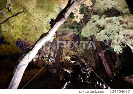 Autumn leaves and illuminations at Tanzan Shrine in Nara Prefecture 134704687
