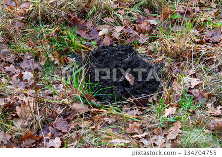 A pile of fresh black earth (mole hole) thrown to the surface by a mole. A pile of fresh black earth (mole hole) thrown to the surface by a mole. 134704755