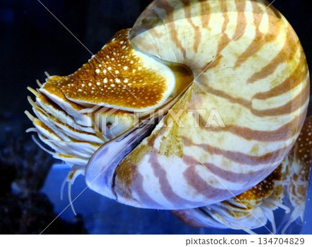 Swimming Nautilus Swimming Nautilus 134704829
