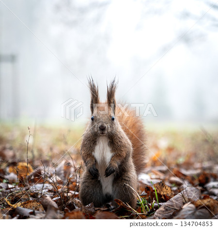 Curious squirrel in misty autumn forest with fallen leaves 134704853