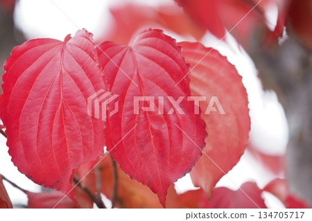 Red leaves of dogwood 134705717