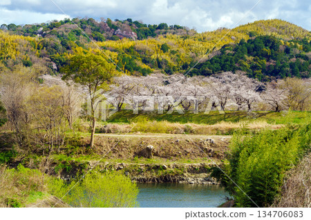 Cherry blossoms at Yodogawa River Park back split trench 134706083