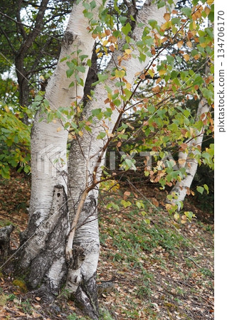 Birch trees on Norikura Plateau 134706170