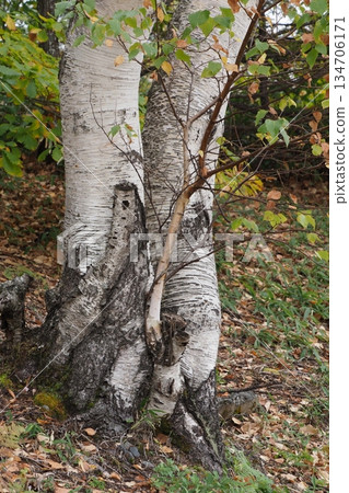 Birch trees on Norikura Plateau 134706171