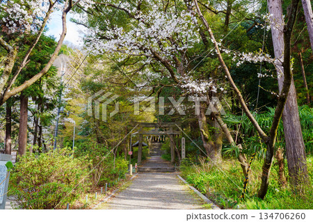 Torii gate of Shiio Shrine surrounded by cherry blossoms Torii gate of Shiio Shrine surrounded by cherry blossoms 134706260