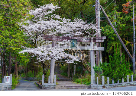 櫻花環繞的鹽王神社鳥居 134706261