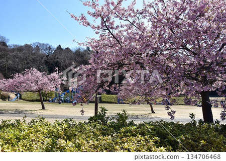 Fujisawa City: Kawazu cherry blossoms in full bloom, a plaza, and a playground at Hikijigawa Waterfront Park 134706468