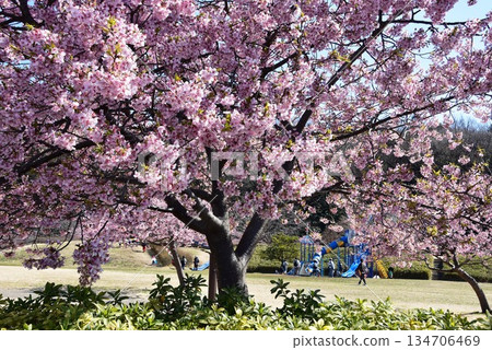 藤澤市：河津櫻花盛開，曳地川濱水公園內設有廣場及遊樂場 134706469