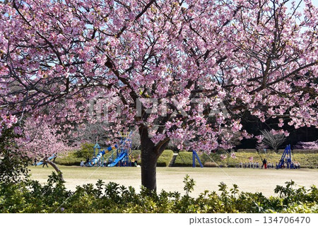 Fujisawa City: Kawazu cherry blossoms in full bloom, a plaza, and a playground at Hikijigawa Waterfront Park 134706470
