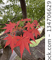 Momiji who changed leaves 134706629