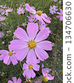 Autumn flower cosmos pink cosmos is blooming 134706630