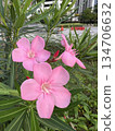 pretty pink flowers 134706632
