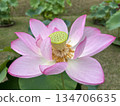 Landscape with lotus flowers 134706635