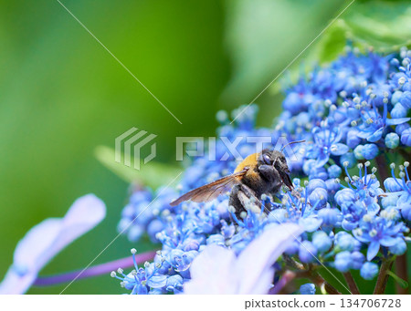 A carpenter bee on a light blue hydrangea flower A carpenter bee on a light blue hydrangea flower 134706728