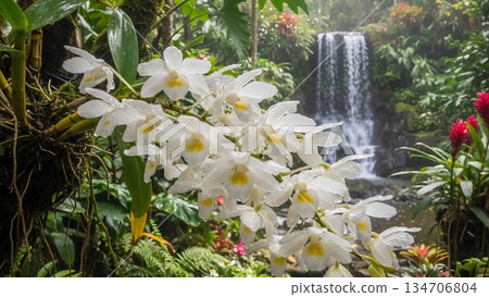 White Coelogyne Cristata Mountain Orchid with Yellow Center 4K AI White Coelogyne Cristata Mountain Orchid with Yellow Center 4K AI 134706804