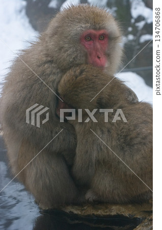 In winter, many wild monkeys come to Jigokudani Onsen in Yamanouchi Town, Nagano Prefecture to bathe in the hot springs. In winter, many wild monkeys come to Jigokudani Onsen in Yamanouchi Town, Nagano Prefecture to bathe in the hot springs. 134706868