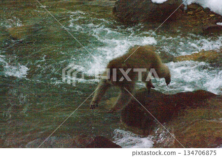 冬天,許多野生猴子會來到長野縣山之內町的地獄谷溫泉泡溫泉。 冬天,許多野生猴子會來到長野縣山之內町的地獄谷溫泉泡溫泉。 134706875