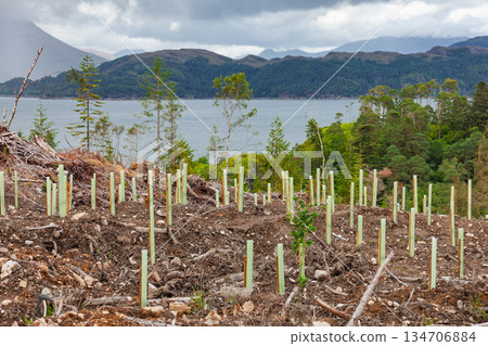 Tree saplings planted for reforestation overlooking Scottish loch Tree saplings planted for reforestation overlooking Scottish loch 134706884