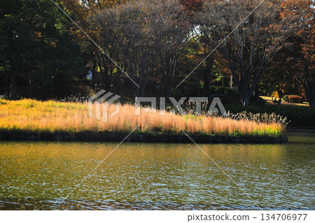 Golden silver grass and tranquil natural scenery spreading along the lakeside in autumn Golden silver grass and tranquil natural scenery spreading along the lakeside in autumn 134706977