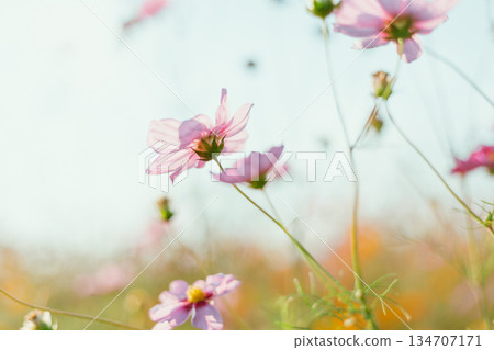 Garden of Flowers cosmos 134707171