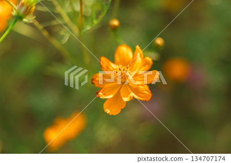 Garden of Flowers cosmos Garden of Flowers cosmos 134707174