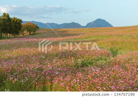 Garden of Flowers cosmos 134707190