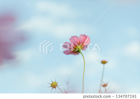 Garden of Flowers cosmos 134707191