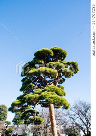 在晴朗湛藍的天空下，護國寺古老的木造建築群顯得格外美麗。 134707259