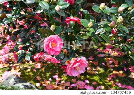 京都地藏院（山茶寺）五色重瓣山茶花（京都府京都市北區） 134707439