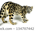 Snow Leopard 134707442