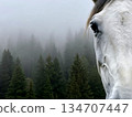 A Horse In The Fog 134707447