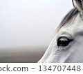 A Horse In The Fog 134707448