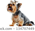 Yorkshire Terrier 134707449