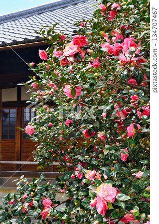 Kyoto Jizoin Temple (Camellia Temple) Five-colored double-petaled camellia (Kita Ward, Kyoto City, Kyoto Prefecture) 134707467