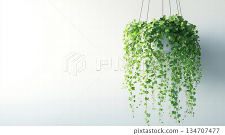 Hanging Plant on White Wall - Greenery Interior Design 134707477
