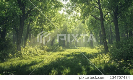 Sunbeams Illuminating a Tranquil Forest Path 134707484