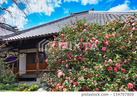 Kyoto Jizoin Temple (Camellia Temple) Five-colored double-petaled camellia (Kita Ward, Kyoto City, Kyoto Prefecture) 134707809