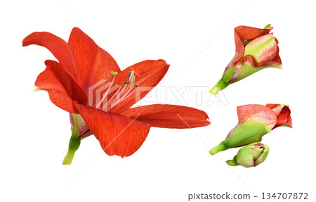 Red amaryllis flower and buds isolated on white background. Set. 134707872