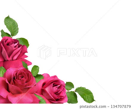 Pink rose flowers with everted petals and green leaves in a corner arrangement isolated on white Pink rose flowers with everted petals and green leaves in a corner arrangement isolated on white 134707879