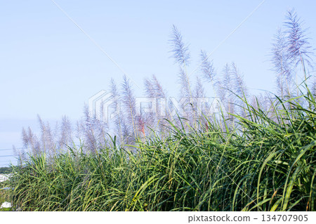 Sugarcane flowers swaying in the wind Sugarcane flowers swaying in the wind 134707905