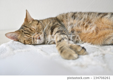 Relaxed expression of a napping cat 134708261