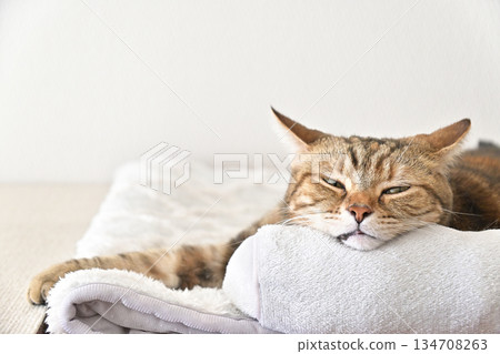 Relaxed expression of a napping cat Relaxed expression of a napping cat 134708263