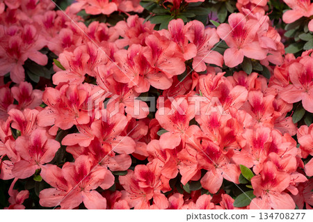 Azalea bud flower. Rhododendron plant in garden 134708277