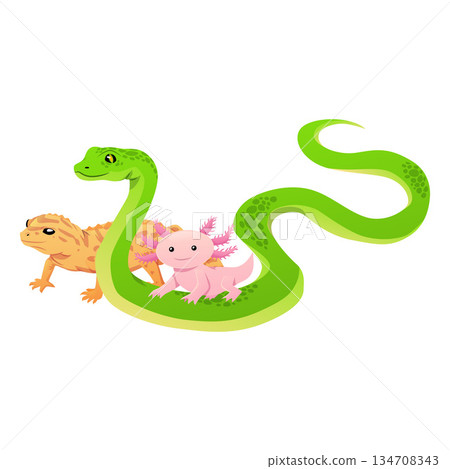 Green snake, yellow lizard, and pink axolotl, exotic terrarium animals. 134708343