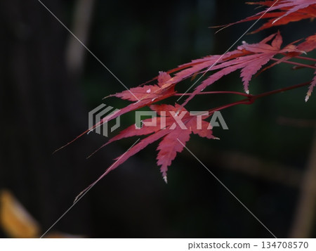 Deep crimson autumn leaves overlapping on a dark background. Beautiful maple botanical material that emerges in the silence of winter. 134708570