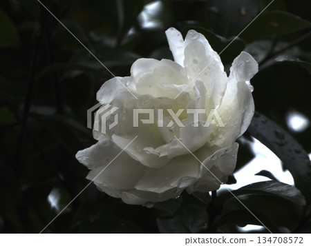 White camellia blooming quietly in the winter rain. A fantastical image of raindrops and petals emerging from the darkness. White camellia blooming quietly in the winter rain. A fantastical image of raindrops and petals emerging from the darkness. 134708572