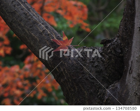 A single autumn leaf fluttering down on a tree signaling the arrival of winter. A beautiful natural material with vivid bokeh and wood grain. 134708580