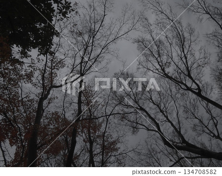 樹木的剪影仰望著陰沉的冬日天空。蘇豪公園日式花園中寧靜的冬日天空景色。 134708582
