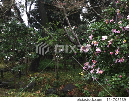 Pink camellias blooming in winter in Soho Park and the Japanese garden. The tranquil scenery of the former residence of Tokutomi Soho. 134708589