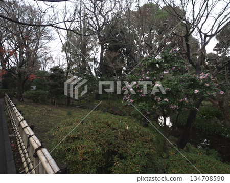 Winter landscape of a Japanese garden with blooming pink camellias and a traditional bamboo fence 134708590